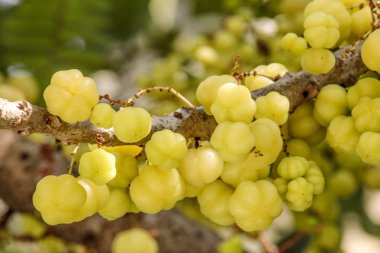 Bektaşi üzümü meyve yıldız. Phyllanthus acidus, Otaheite bilinen