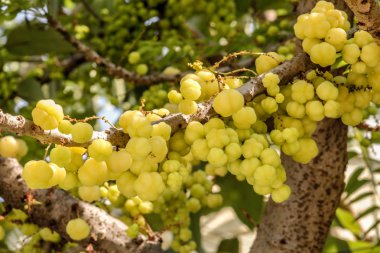 Bektaşi üzümü meyve yıldız. Phyllanthus acidus, Otaheite bilinen