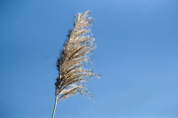 Paisaje de cañas de hierba contra el cielo azul . —  Fotos de Stock