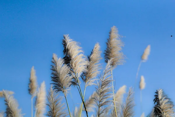 Paysage de roseaux herbe contre ciel bleu . — Photo
