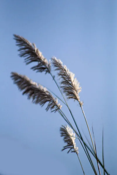 Пейзаж тростниковой травы против голубого неба . — стоковое фото