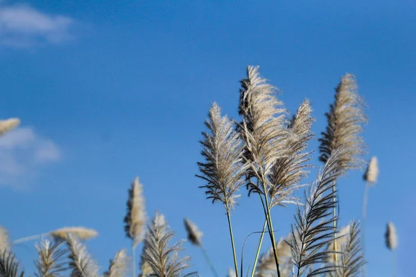 Paisagem de juncos grama contra o céu azul . — Fotografia de Stock