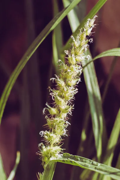 Knöterichfuchsschwanz, schlankes Taubengras. Nahaufnahme. Makro. — Stockfoto