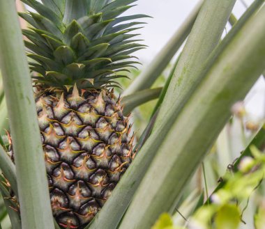 Bahçe, tropikal meyve tatlı ananas dikti