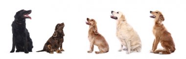 Beyaz arka plan önünde güzel mutlu köpek