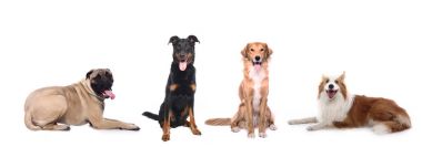 Beyaz arka plan önünde güzel mutlu köpek