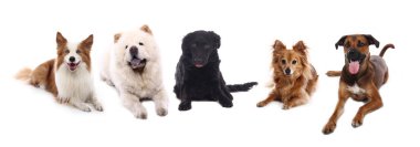 Beyaz arka plan önünde güzel mutlu köpek