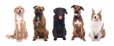 Beyaz arka plan önünde güzel mutlu köpek