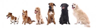 Beyaz arka plan önünde güzel mutlu köpek