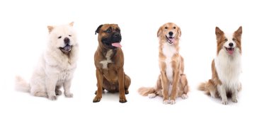 Beyaz arka plan önünde güzel köpek