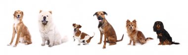 Beyaz arka plan önünde güzel köpek