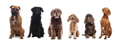 Beyaz arka plan önünde güzel köpek