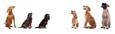 Beyaz arka plan önünde güzel köpek
