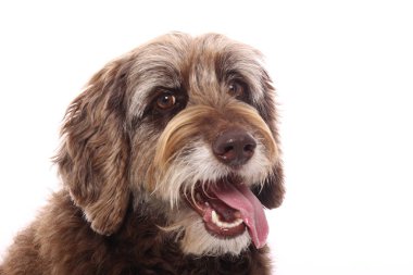 Beyaz arka plan önünde güzel mutlu köpek