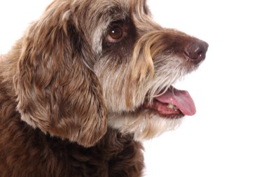 Beyaz arka plan önünde güzel mutlu köpek