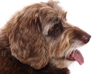 Beyaz arka plan önünde güzel mutlu köpek