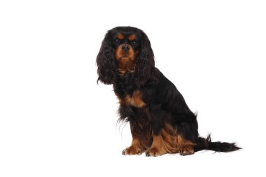 Beyaz arka plan önünde güzel mutlu köpek