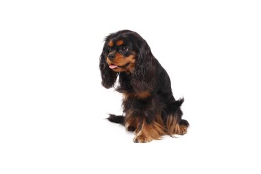 Beyaz arka plan önünde güzel mutlu köpek