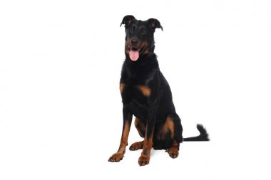 Beyaz arka plan önünde güzel mutlu köpek