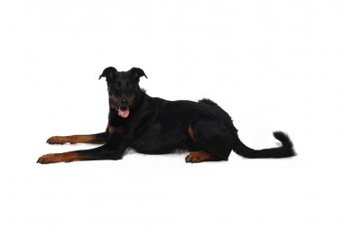 Beyaz arka plan önünde güzel mutlu köpek