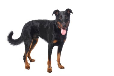 Beyaz arka plan önünde güzel mutlu köpek