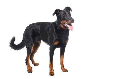 Beyaz arka plan önünde güzel mutlu köpek