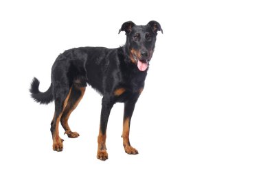 Beyaz arka plan önünde güzel mutlu köpek