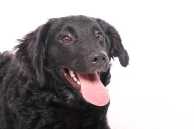 Beyaz arka plan önünde güzel mutlu köpek