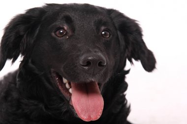 Beyaz arka plan önünde güzel mutlu köpek