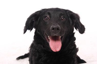 Beyaz arka plan önünde güzel mutlu köpek