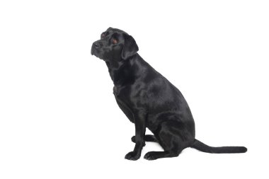 Beyaz arka plan önünde güzel mutlu köpek