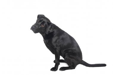 Beyaz arka plan önünde güzel mutlu köpek