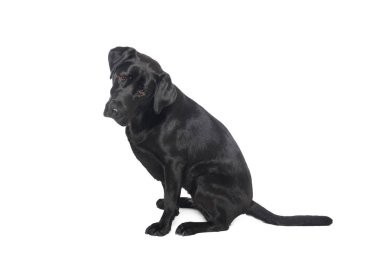 Beyaz arka plan önünde güzel mutlu köpek