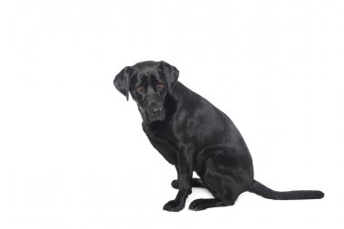 Beyaz arka plan önünde güzel mutlu köpek