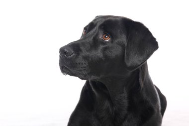 Beyaz arka plan önünde güzel mutlu köpek