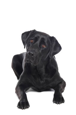 Beyaz arka plan önünde güzel mutlu köpek