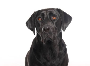 Beyaz arka plan önünde güzel mutlu köpek