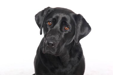 Beyaz arka plan önünde güzel mutlu köpek