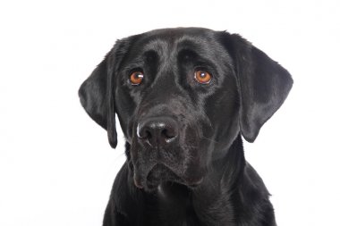 Beyaz arka plan önünde güzel mutlu köpek
