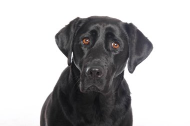 Beyaz arka plan önünde güzel mutlu köpek