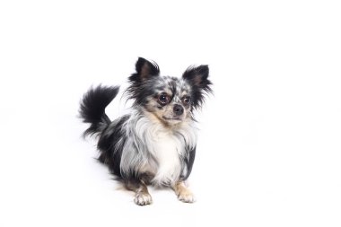 Beyaz arka plan önünde güzel mutlu köpek