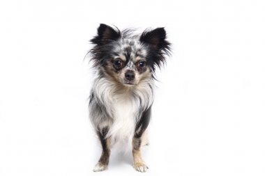 Beyaz arka plan önünde güzel mutlu köpek