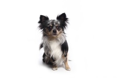 Beyaz arka plan önünde güzel mutlu köpek