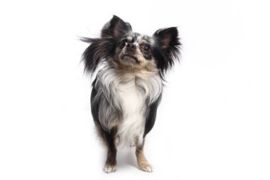 Beyaz arka plan önünde güzel mutlu köpek