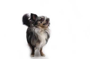 Beyaz arka plan önünde güzel mutlu köpek