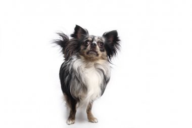 Beyaz arka plan önünde güzel mutlu köpek