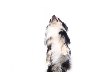 Beyaz arka plan önünde güzel mutlu köpek