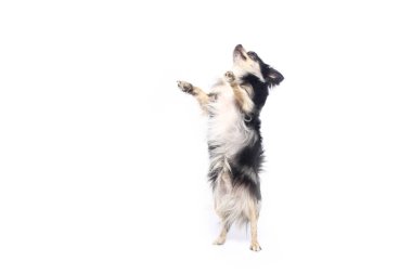 Beyaz arka plan önünde güzel mutlu köpek
