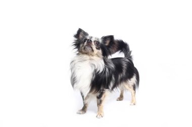 Beyaz arka plan önünde güzel mutlu köpek
