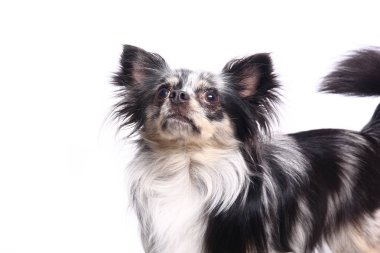 Beyaz arka plan önünde güzel mutlu köpek